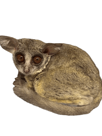 小動物