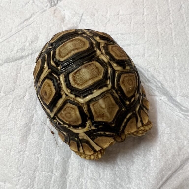 ヒョウモンリクガメ