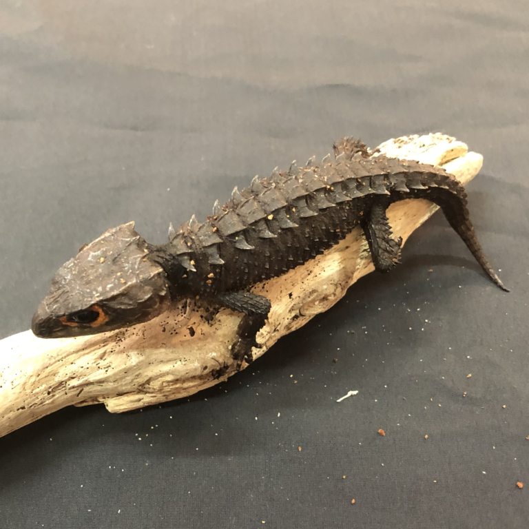 アカメカブトトカゲ