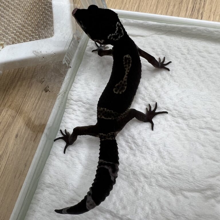 ヒョウモントカゲモドキ レオパードゲッコー ブラックナイト