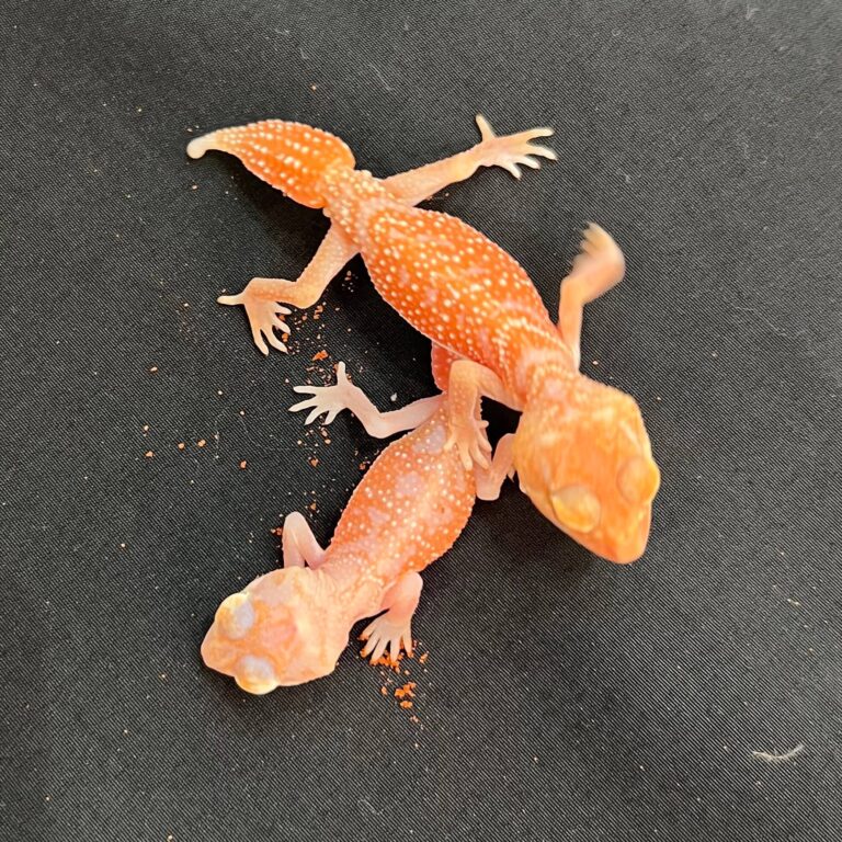 ナメハダタマオヤモリ