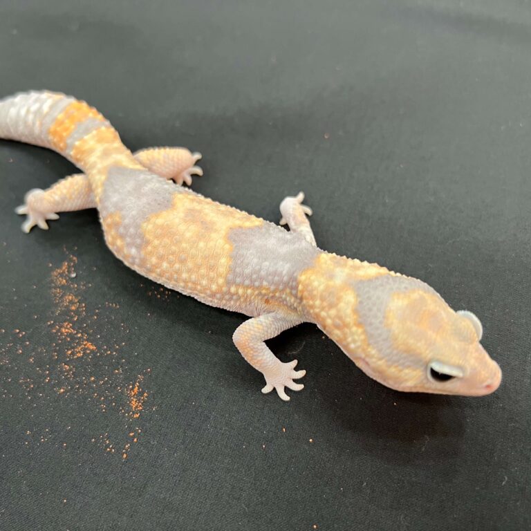 ニシアフリカトカゲモドキ