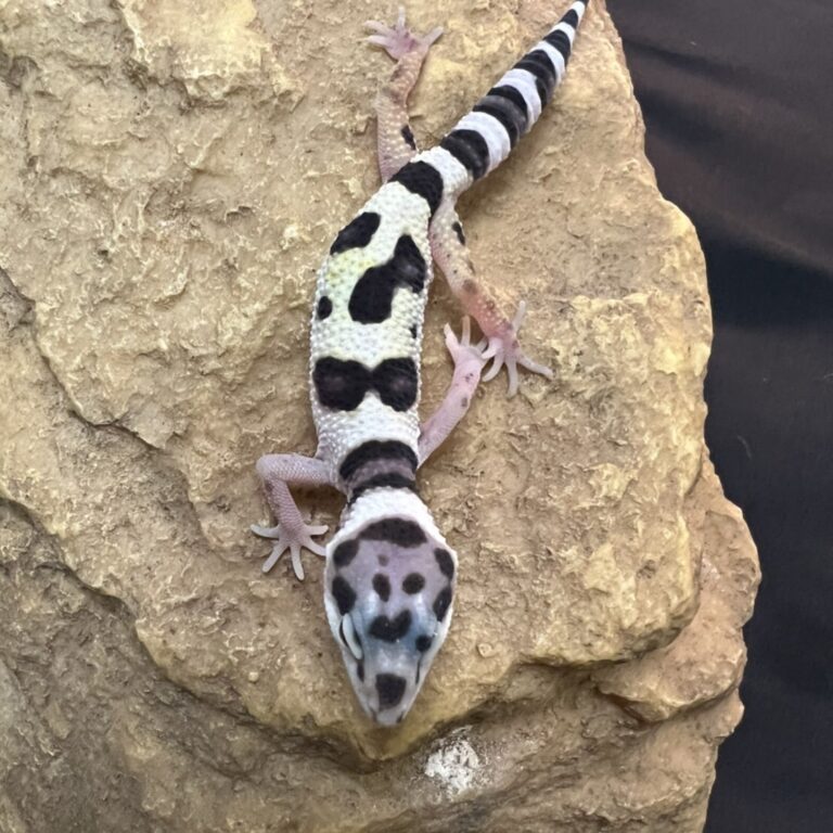 ヒョウモントカゲモドキ
