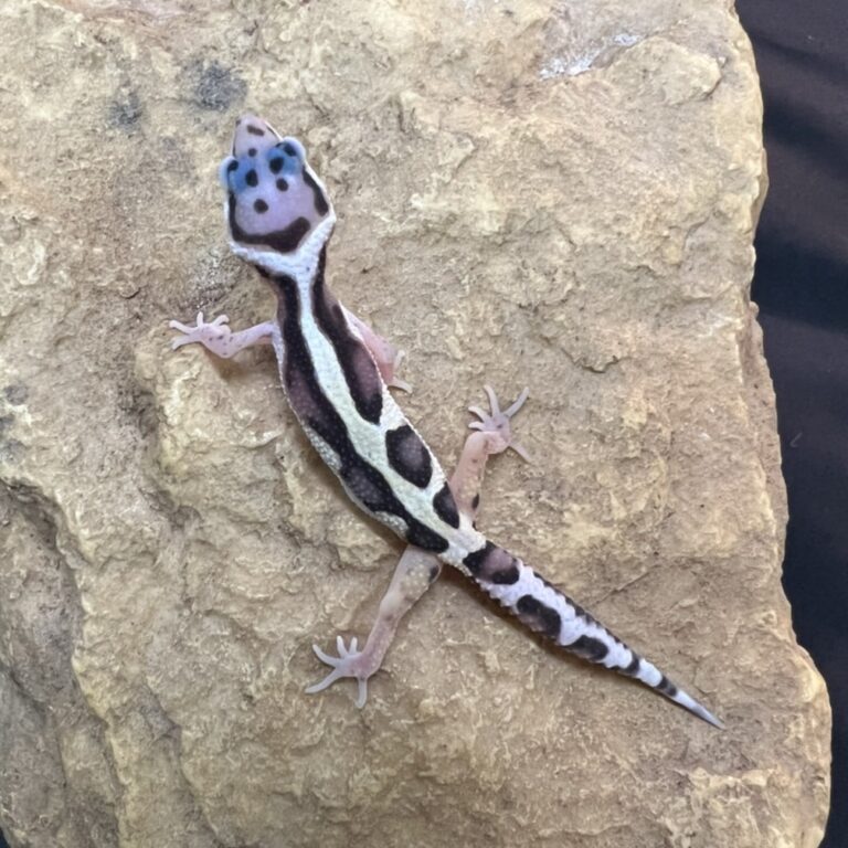ヒョウモントカゲモドキ