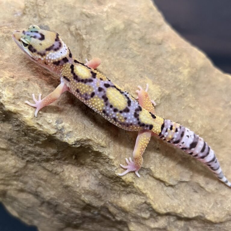 ヒョウモントカゲモドキ