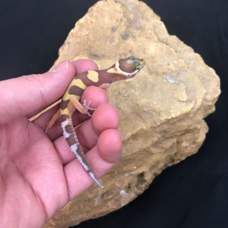 ヒョウモントカゲモドキ
