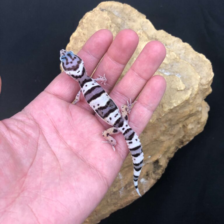 ヒョウモントカゲモドキ