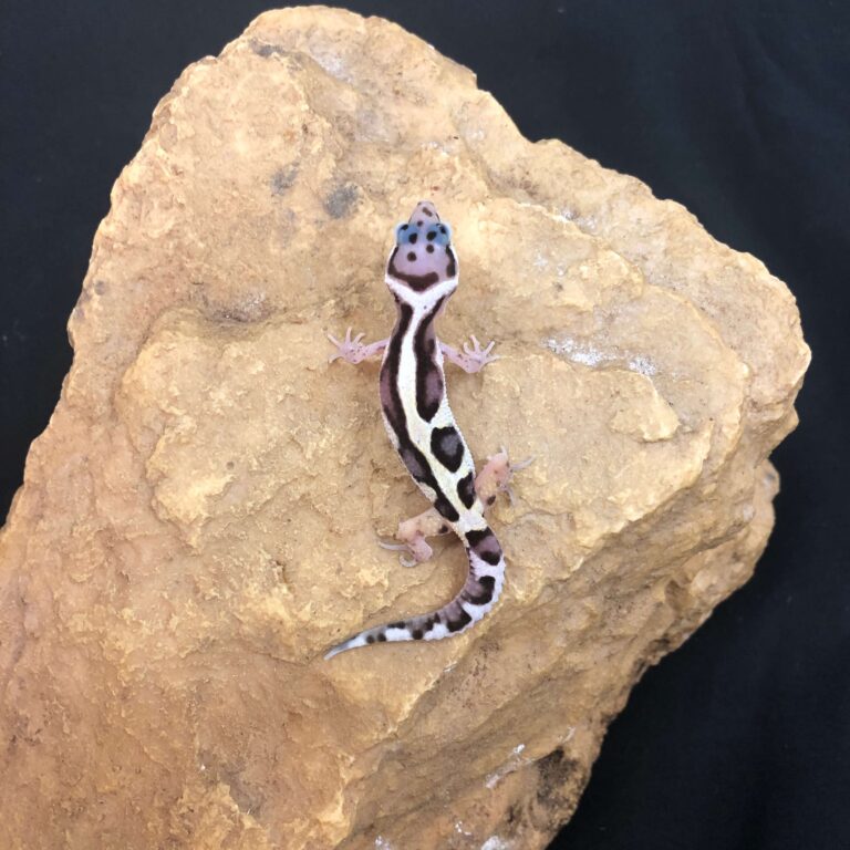 ヒョウモントカゲモドキ