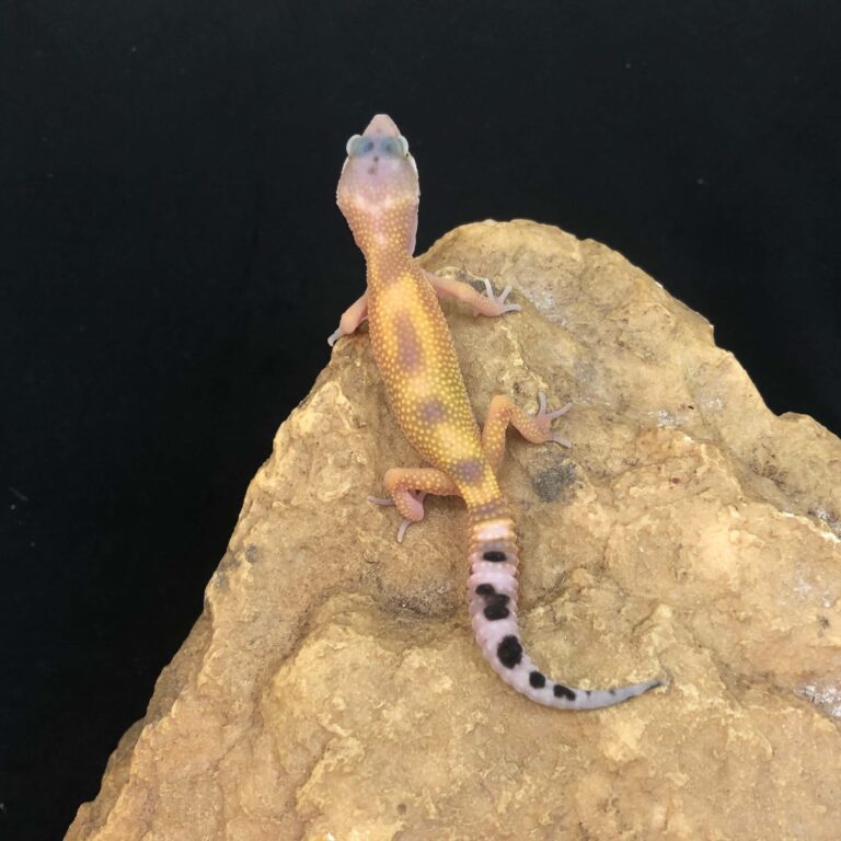 ヒョウモントカゲモドキ