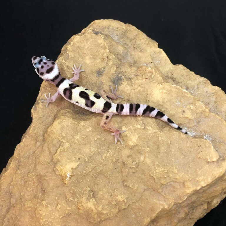 ヒョウモントカゲモドキ