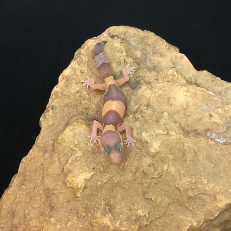 ニシアフリカトカゲモドキ
