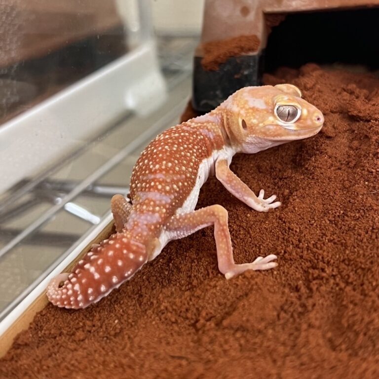 ナメハダタマオヤモリ