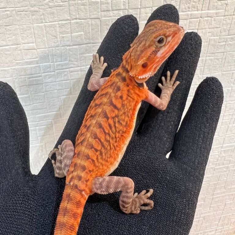 フトアゴヒゲトカゲ ダークレッド