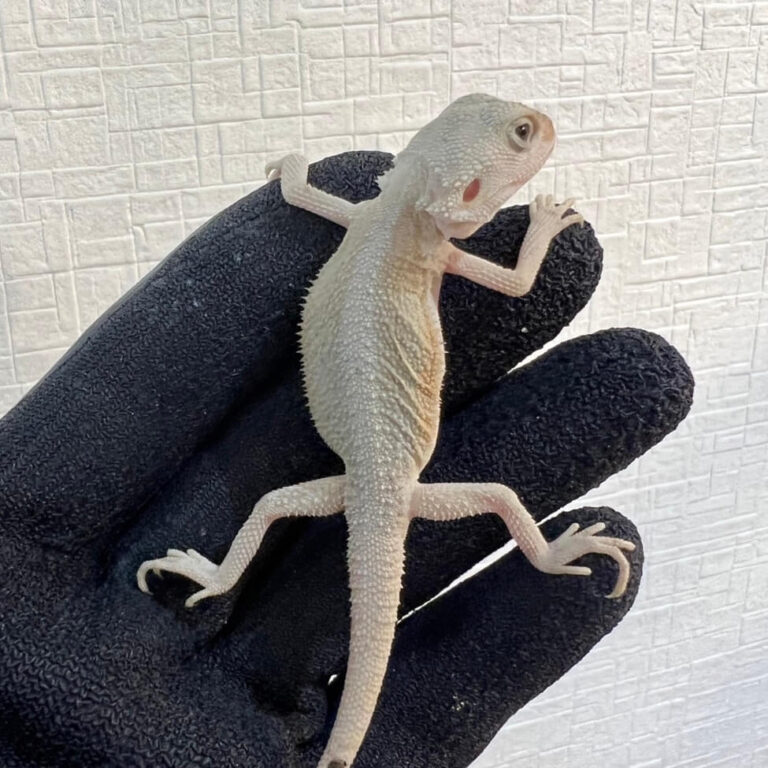 フトアゴヒゲトカゲ ハイポトランスウィロ