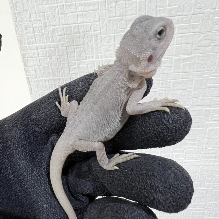 フトアゴヒゲトカゲ ハイポゼロ