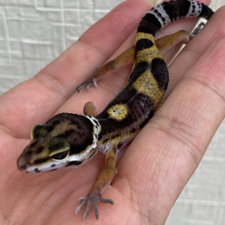 ヒョウモントカゲモドキ レオパードゲッコー ブラックナイト