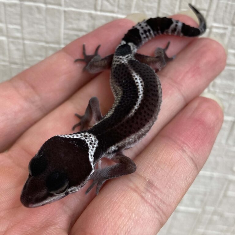 ヒョウモントカゲモドキ レオパードゲッコー ブラックナイト