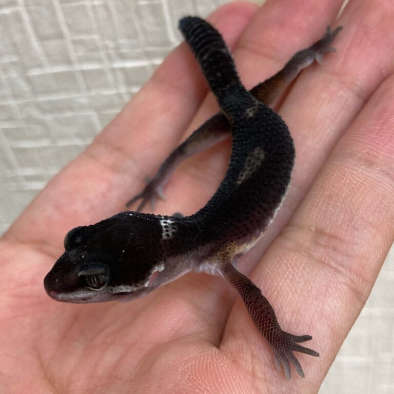 ヒョウモントカゲモドキ レオパードゲッコー ブラックナイト
