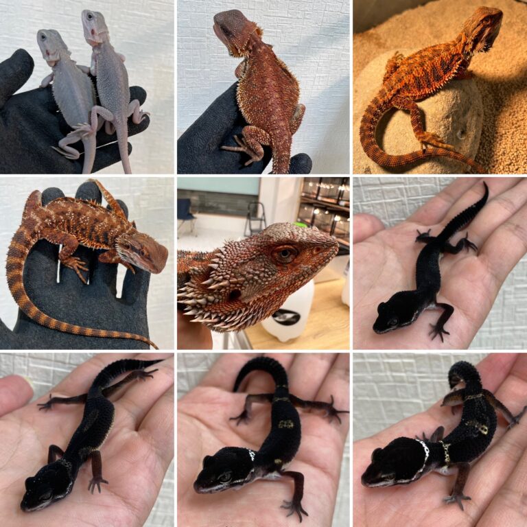 ブラックアウト持ち込み生体