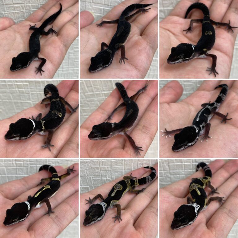 ヒョウモントカゲモドキ レオパードゲッコー ブラックナイト