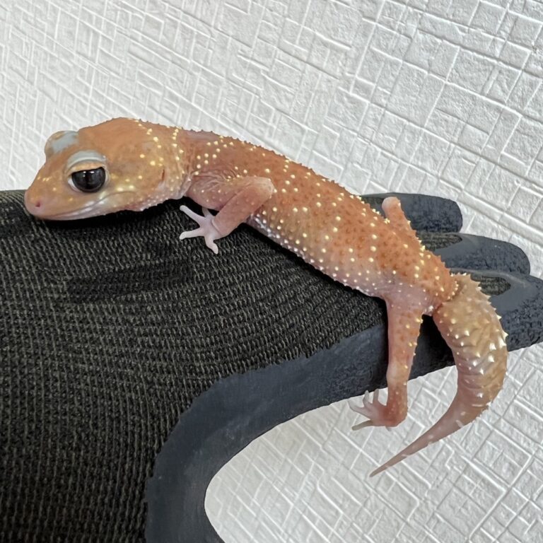アンダーウッディサウルスミリィ