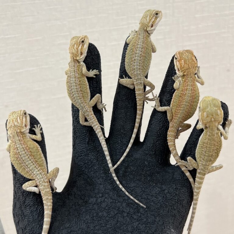 フトアゴヒゲトカゲ(イエローストライプ) 2261 ファニーテール 大阪の爬虫類ショップ 爬虫類の販売