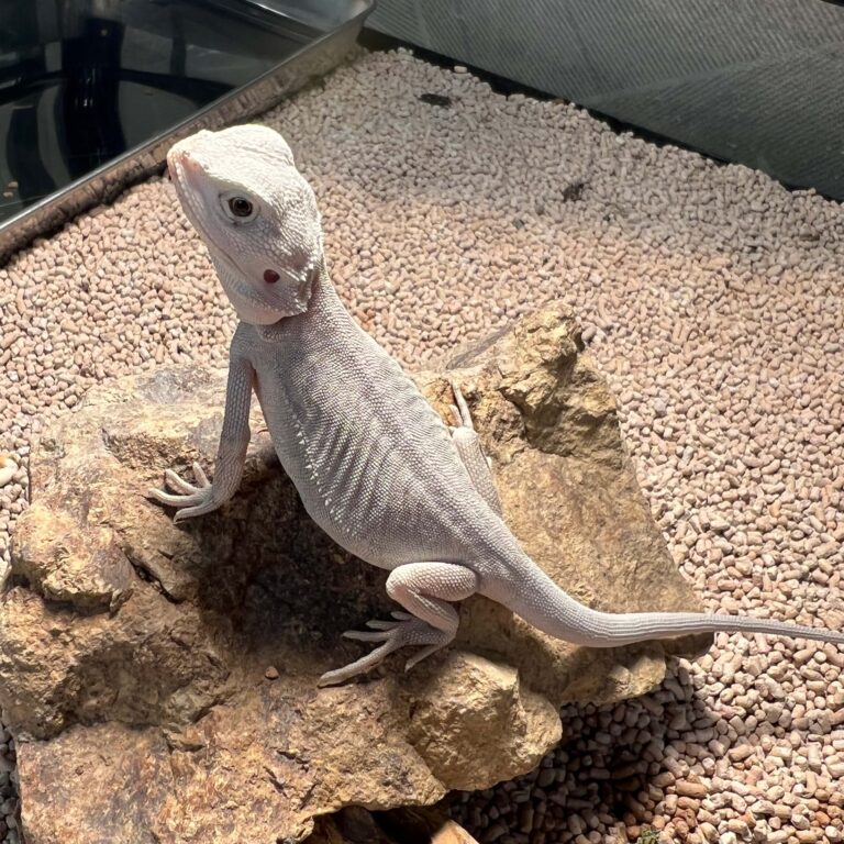 フトアゴヒゲトカゲ ハイポゼロ