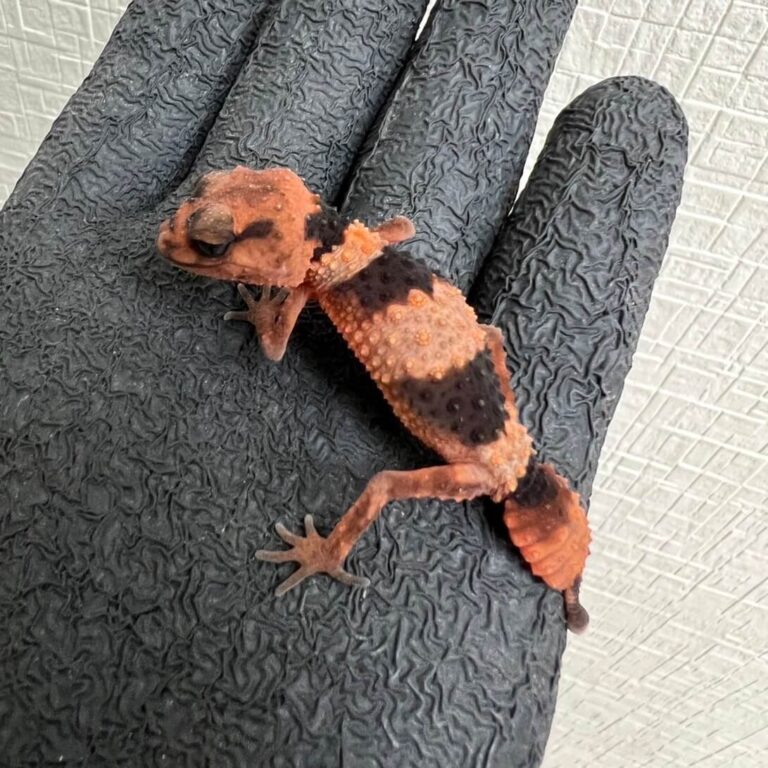 オビタマオヤモリ