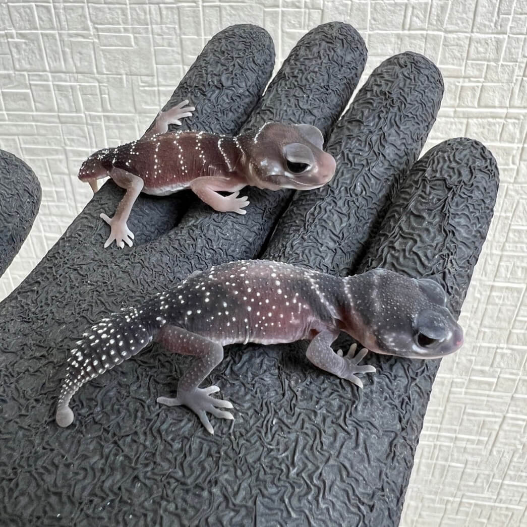 生体一覧 | ファニーテール | 大阪の爬虫類ショップ