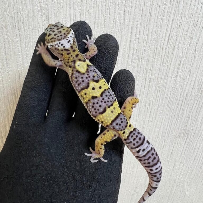 レオパ ヒョウモントカゲモドキ スノー
