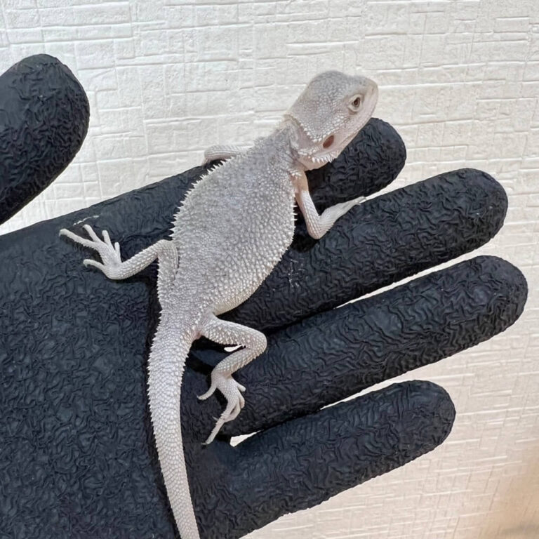 フトアゴヒゲトカゲ ハイポゼロ