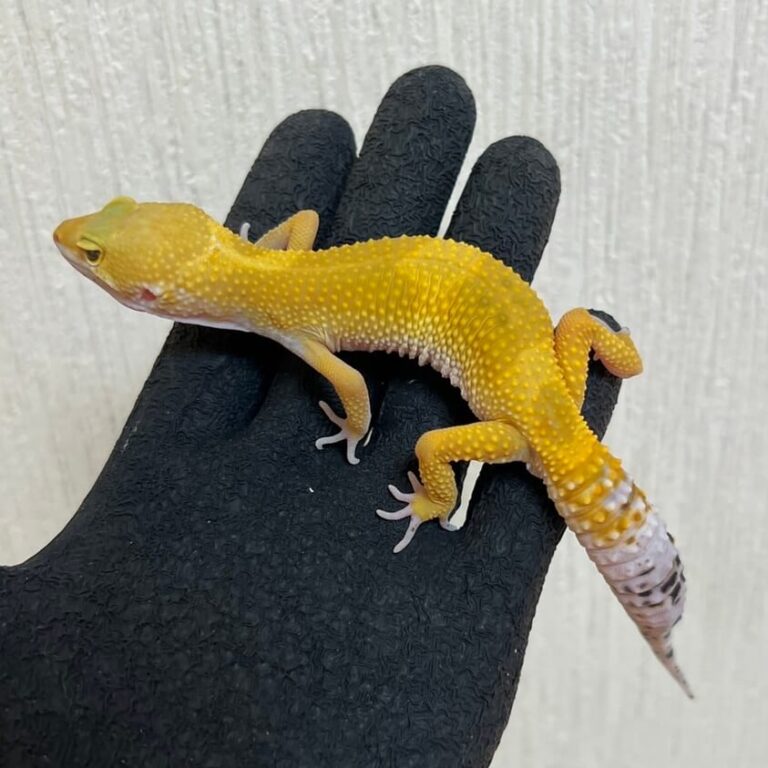 レオパ ヒョウモントカゲモドキ ハイイエロー