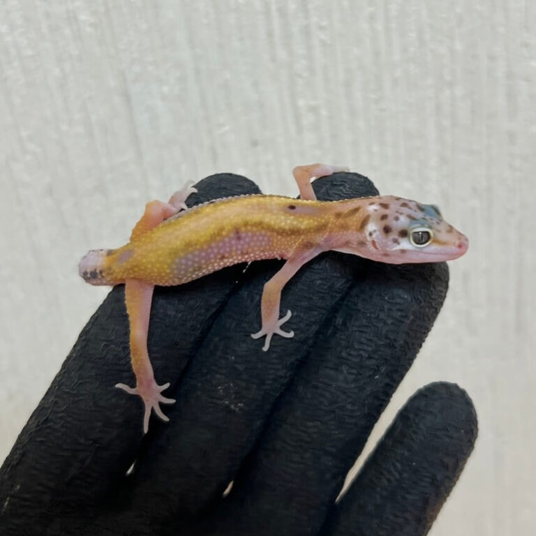 レオパ ヒョウモントカゲモドキ ボールドストライプ