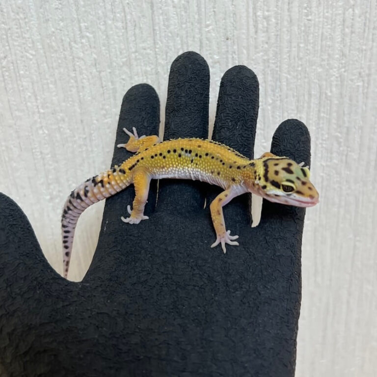 レオパ ヒョウモントカゲモドキ ストライプ