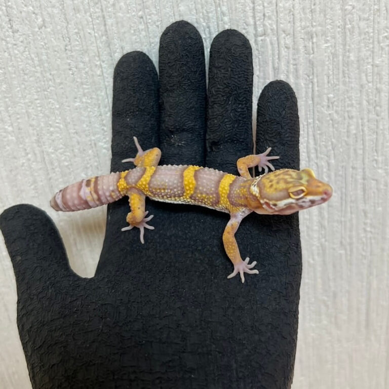 レオパ ヒョウモントカゲモドキ アルビノハイコンスト
