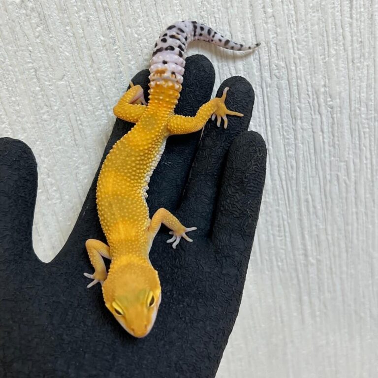 レオパ ヒョウモントカゲモドキ タンジェリン