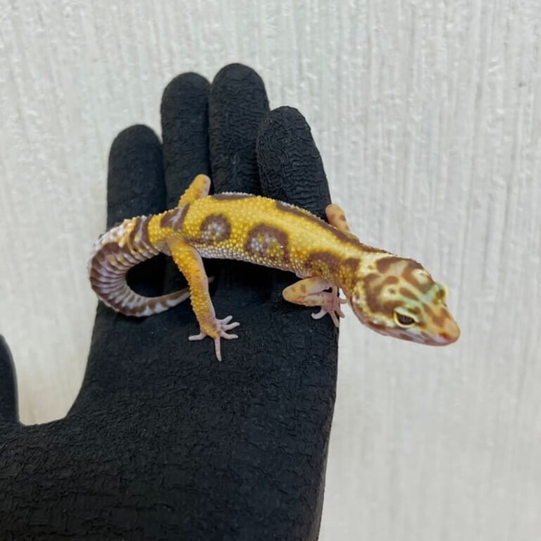 レオパ ヒョウモントカゲモドキ アルビノジャングル