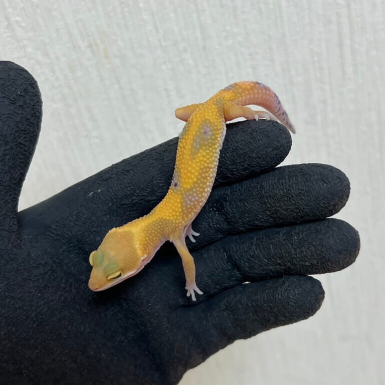 レオパ ヒョウモントカゲモドキ エメリン
