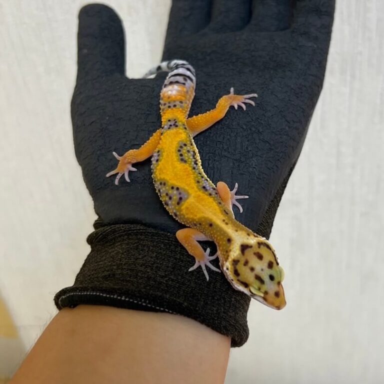 レオパ ヒョウモントカゲモドキ レッドストライプ