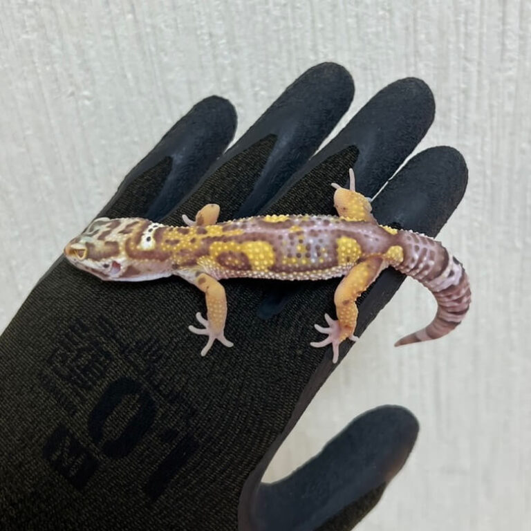 レオパ ヒョウモントカゲモドキ アルビノ