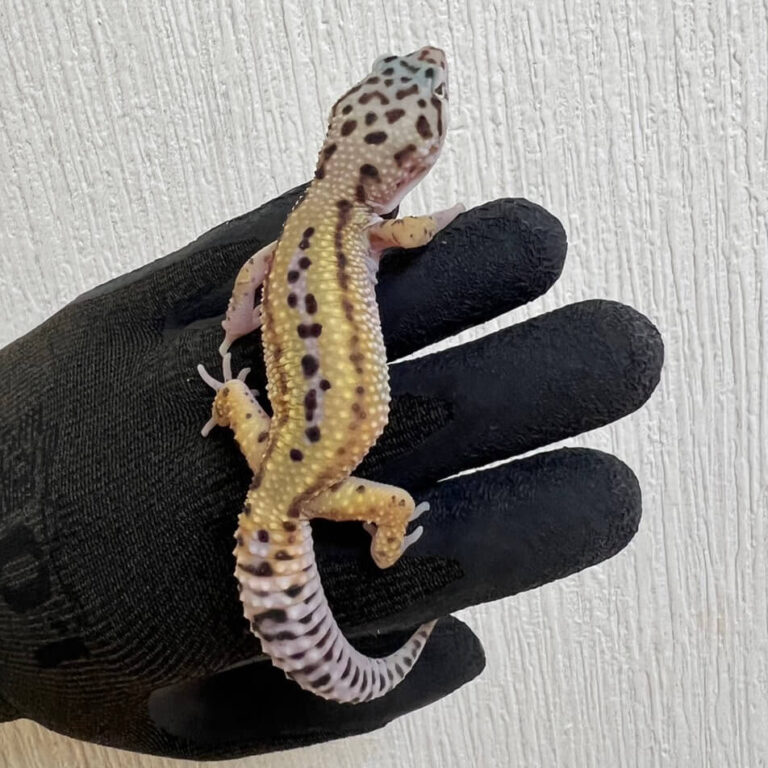 レオパ ヒョウモントカゲモドキ リザーブストライプ