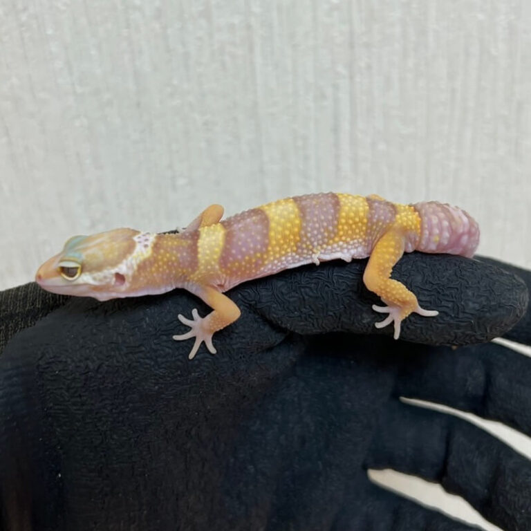 レオパ ヒョウモントカゲモドキ アルビノパステル