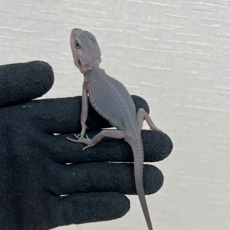 フトアゴヒゲトカゲ ハイポゼロ