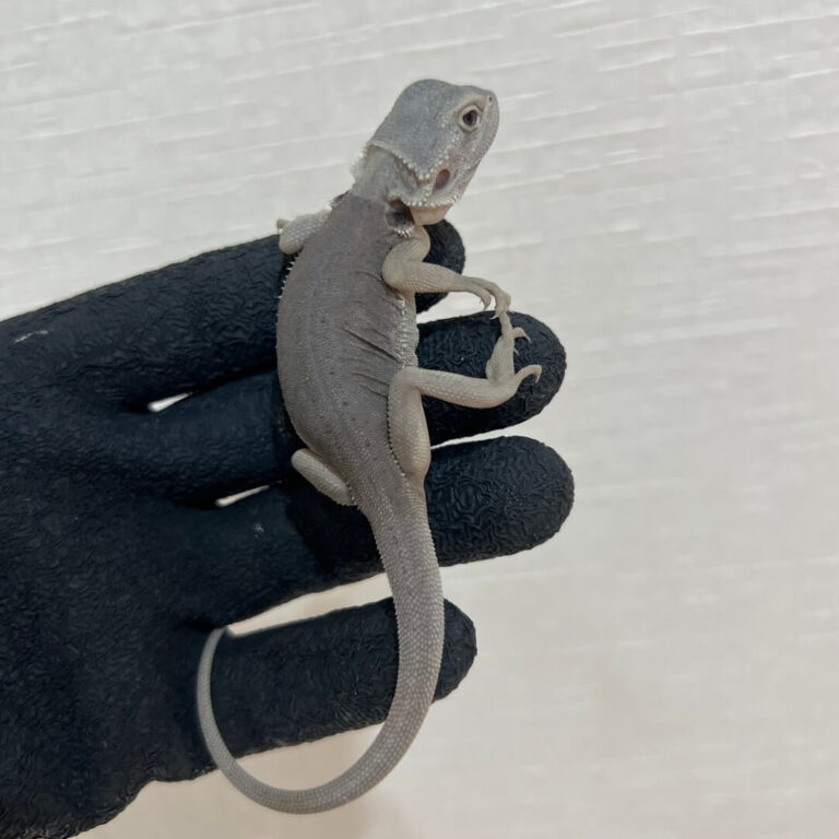 フトアゴヒゲトカゲ ハイポゼロ