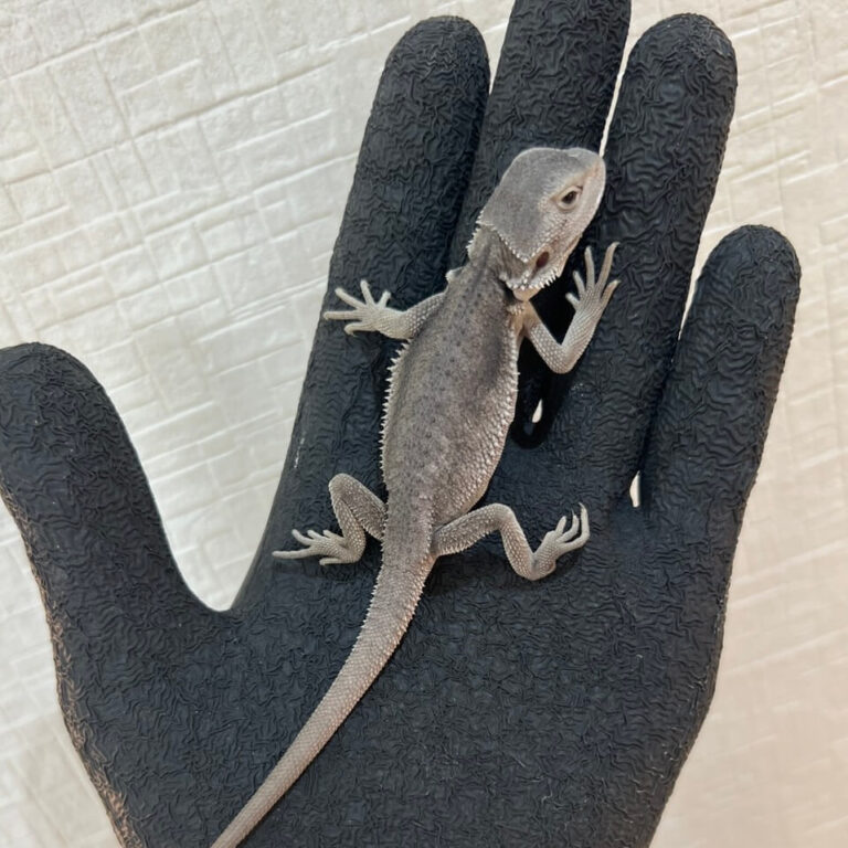 フトアゴヒゲトカゲ ハイポゼロ