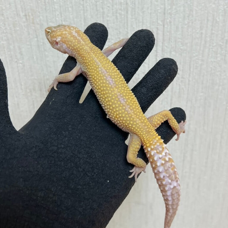 レオパ ヒョウモントカゲモドキ スノートレンパー