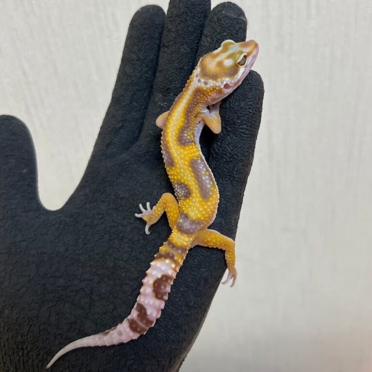 レオパ ヒョウモントカゲモドキ タンジェリンアルビノ