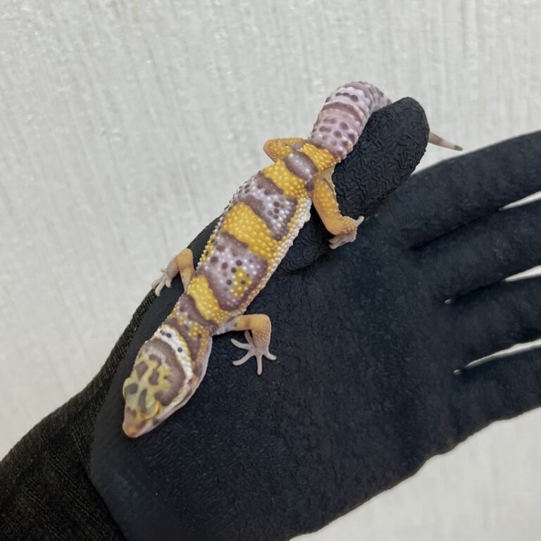 レオパ ヒョウモントカゲモドキ ベル