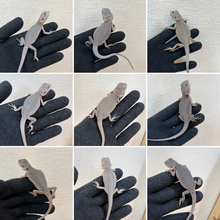 フトアゴヒゲトカゲ ハイポゼロ