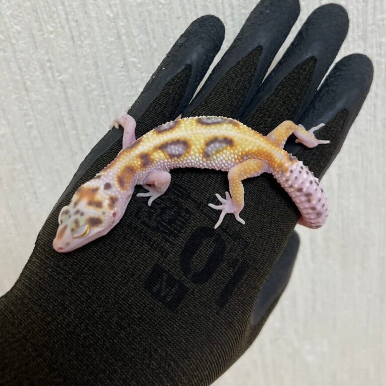 レオパ ヒョウモントカゲモドキ WYベル